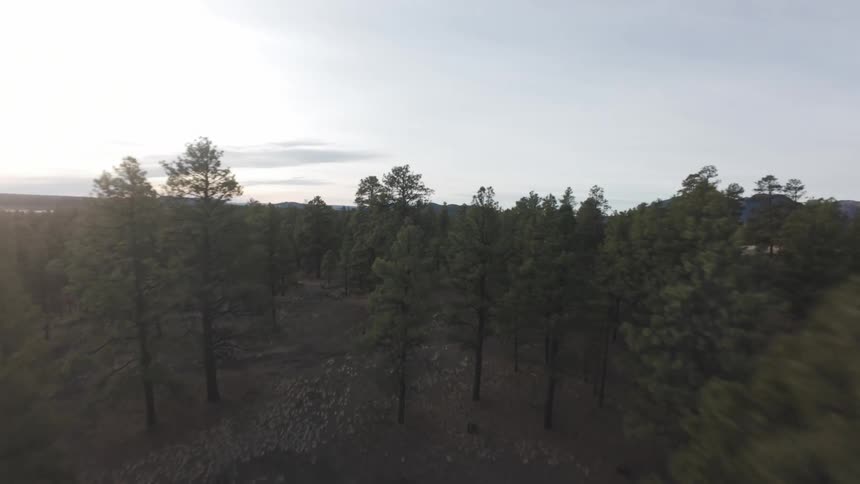 Aerial panorama at dawn above a dense forest