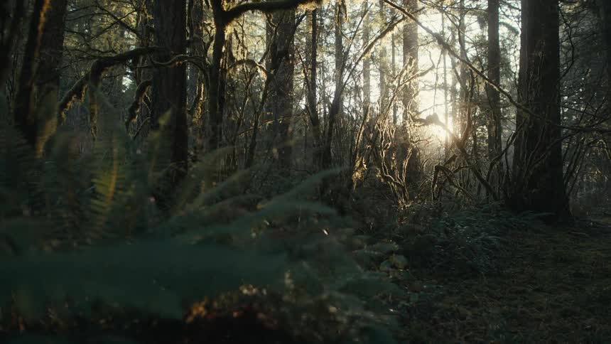 A footage of the woods during the day