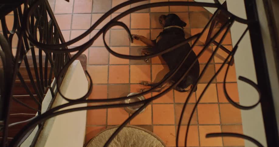 A dog sleeps on a tile floor near the bottom of a staircase