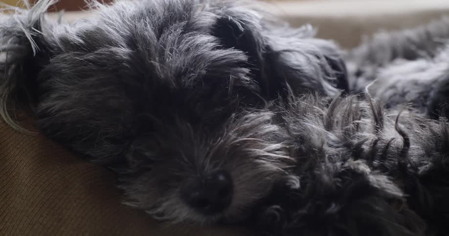 A close up clip of a dog