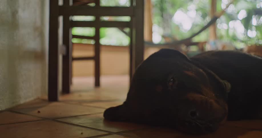 Dog lies on the floor of a home on a summer day