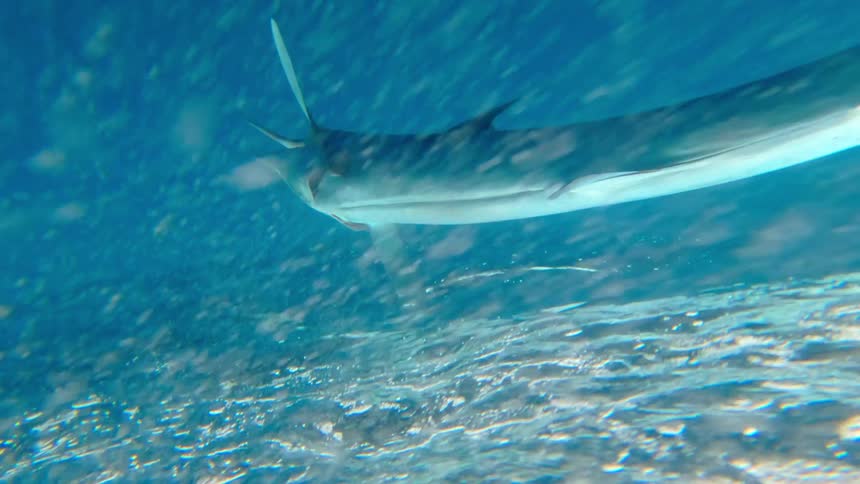 A sailfish pulled by a fishing line breaches the surface of the water its fin extending high into the air