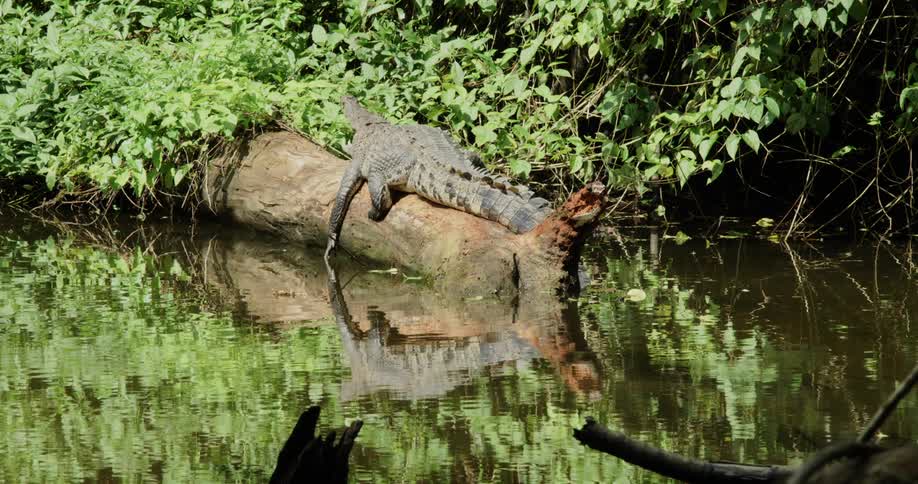 The large alligator is resting on a log floating in the swamp
