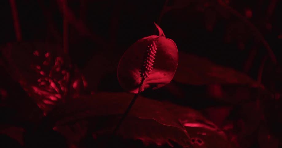 A flower growing in the grass is being illuminated by a red strobe light washing over it