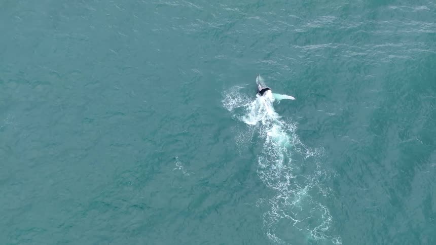 A dolphin splashes in the ocean