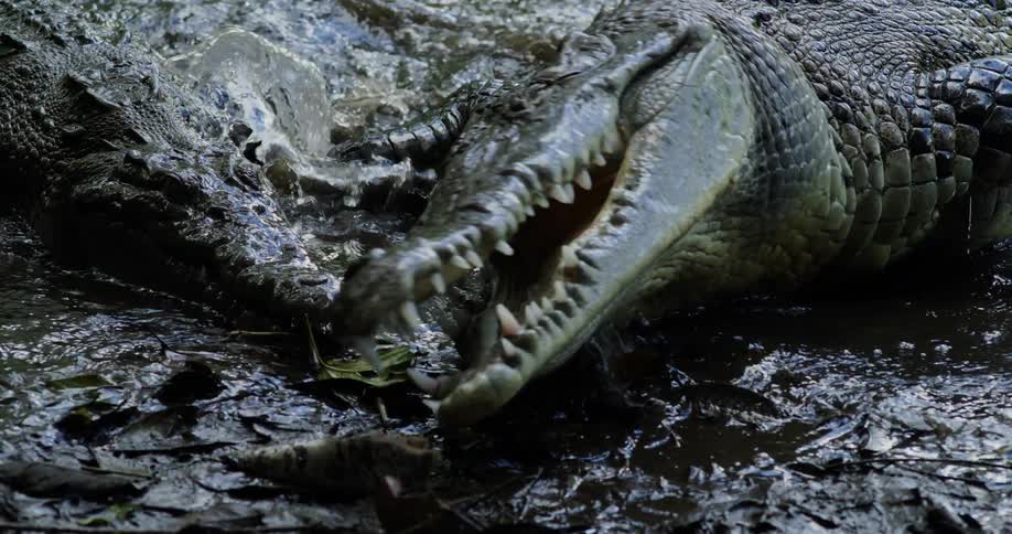 A large crocodile with its jaws open is partially submerged in muddy water devouring a turtle