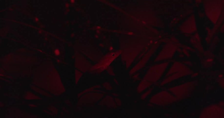 Red lighting briefly illuminates a lizard clinging to a branch at night