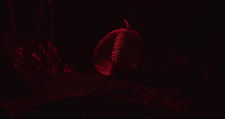 A single anthurium flower illuminated by a deep red light against a dark background