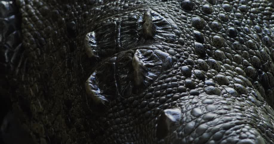 A closeup of a crocodiles face with dark skin as it approaches and eats its prey