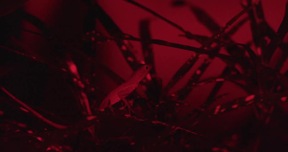A small lizard perches on a branch in the dark illuminated by a red light