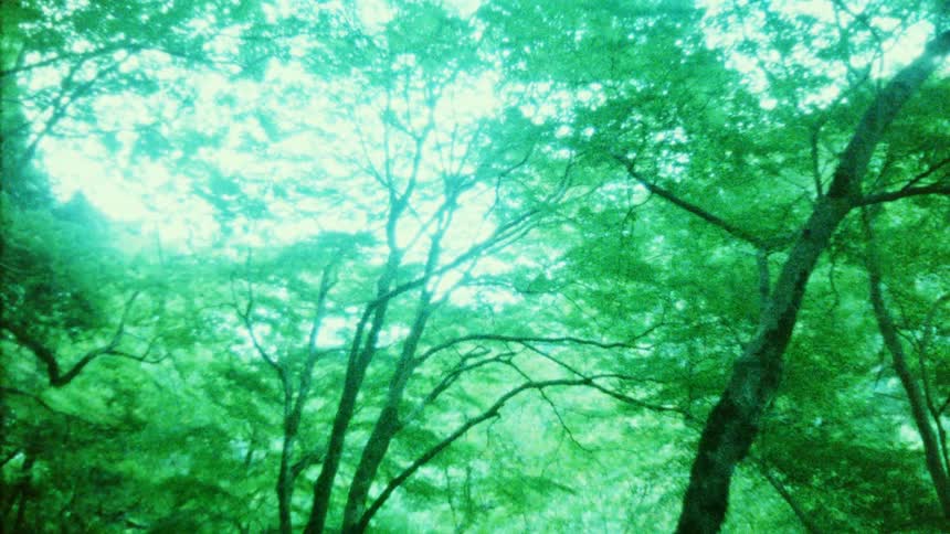 A forest scene looking up through tree branches and leaves with a strong green and cyan color tint