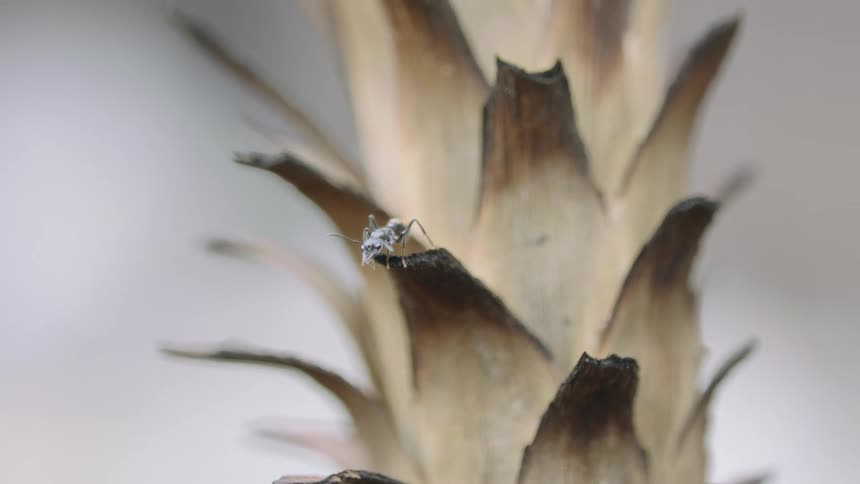 A tiny insect stands on a dry brown pineapple stem