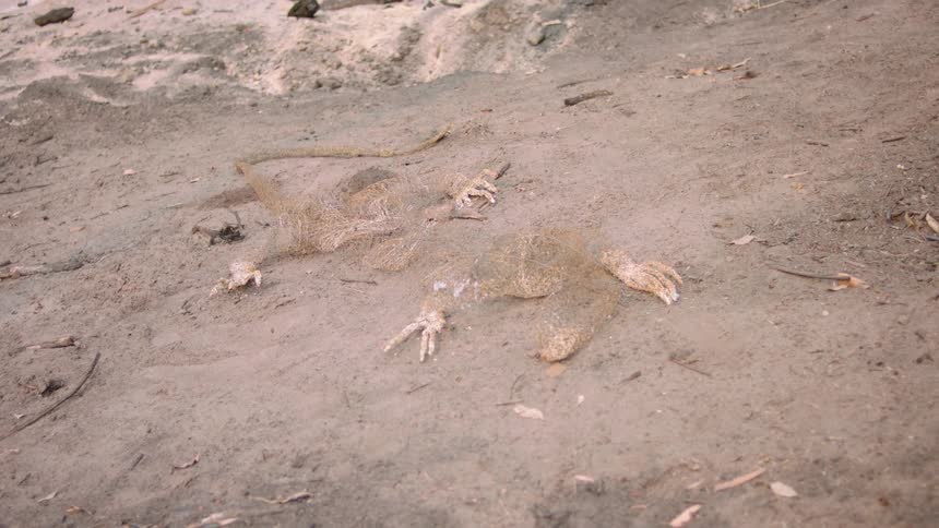 Dead reptile is lying on the dry sandy ground