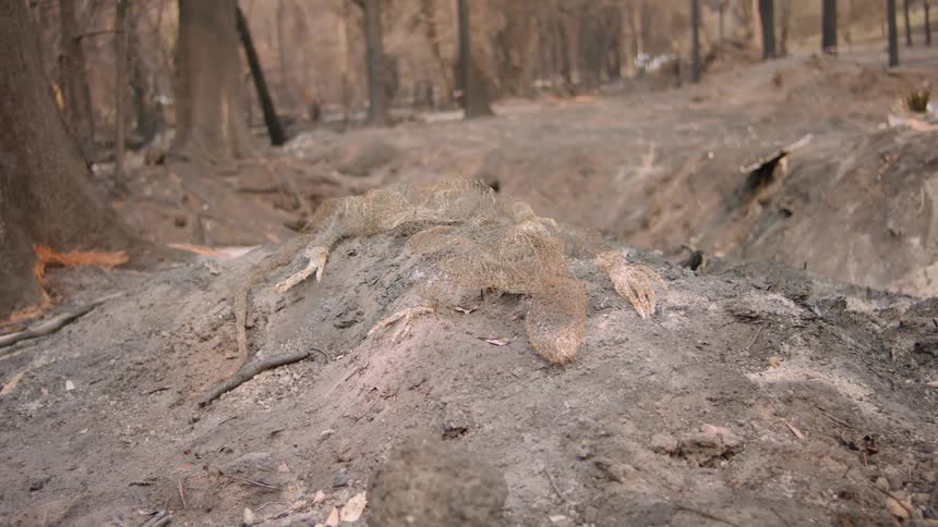 The charred remains of an animal lie on the ground in a firedamaged forest