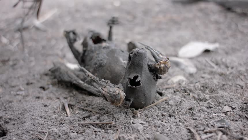 The charred remains of a small bird lie on the ground in fire ash