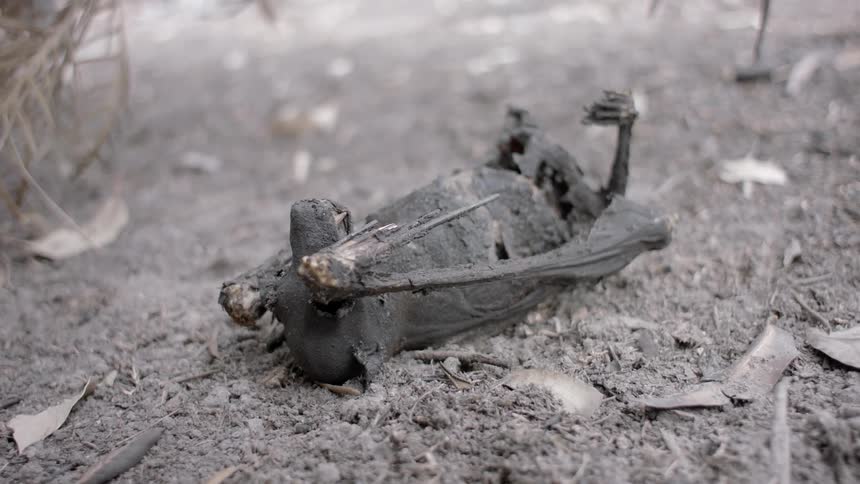 The charred remains of a bat lie on a ground blanketed in ash and debris