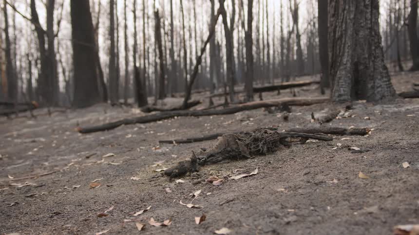 Devastated forest area with burnt trees fallen branches on the ground covered in ash and a charred trunk