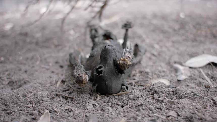 Ants crawl all over the rotting animal carcass