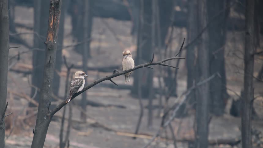 Two birds are perched on a branch in the forest