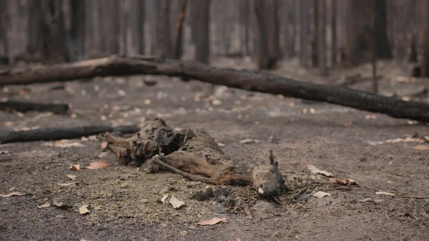 The charred remains of an animal lie on the ground in a firedamaged forest