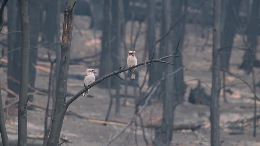 Two birds face each other on the tree branch