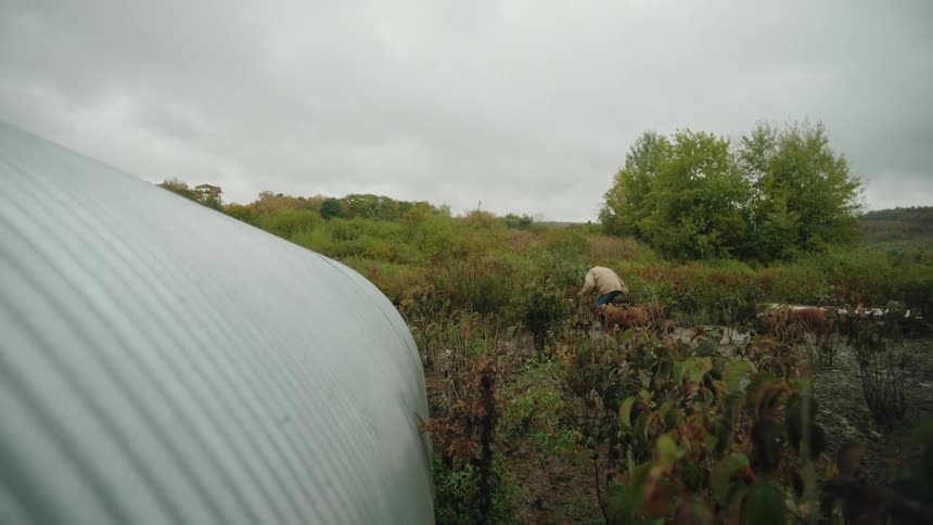 Dogs surround a farmer working on the field