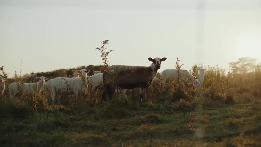 Sheep are standing in a field as the sun goes down