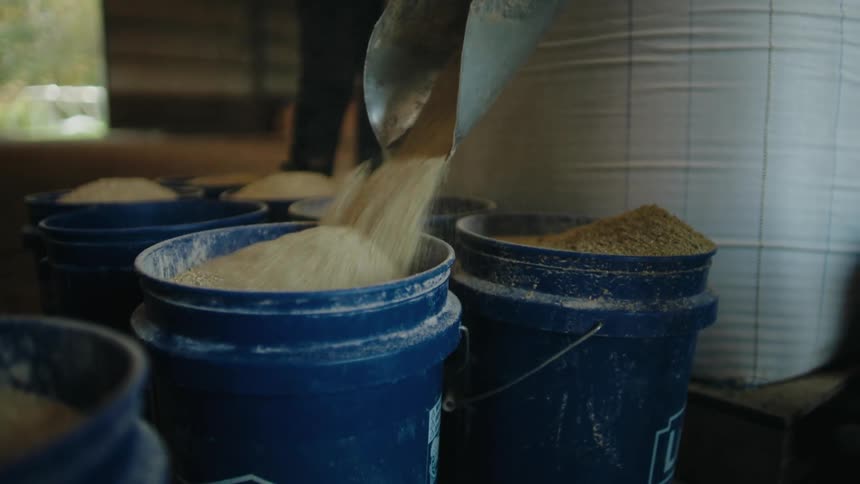 A man is dumping scoops of feed into buckets in a barn