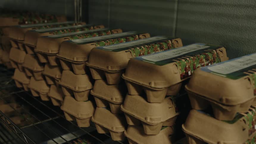 Cartons of eggs are stacked all over