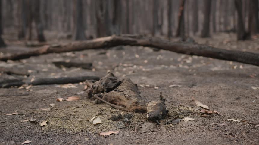 Charred remains of an animal on the ground of a burned forest with fallen tree trunks in the background