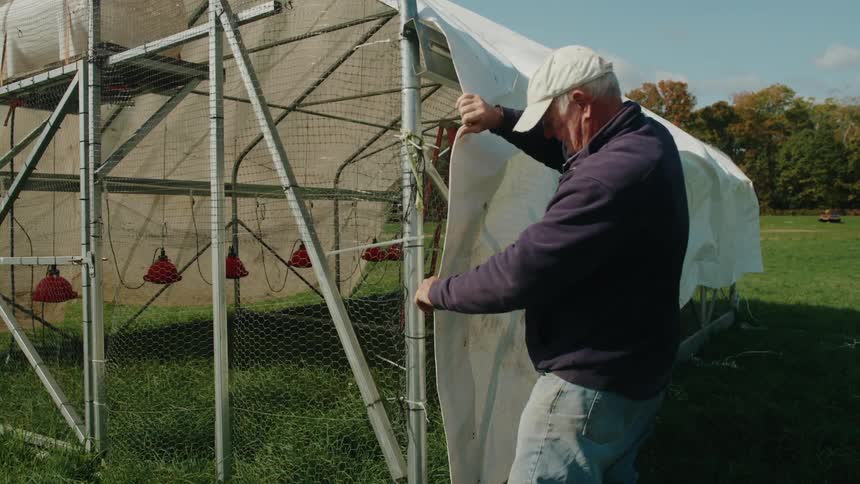 A person is pulling a white tarp over a metalframed structure with netting and red hanging objects inside in a grassy outdoor area