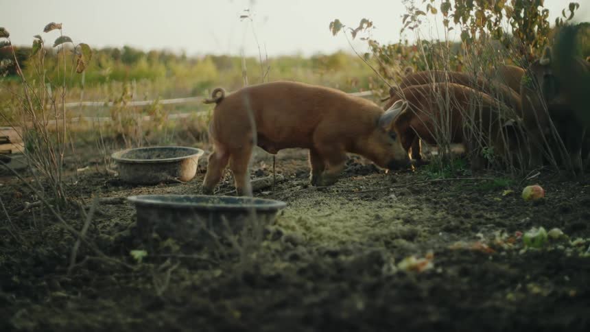 A group of pigs forage in a field around feeding troughs on the ground at morning