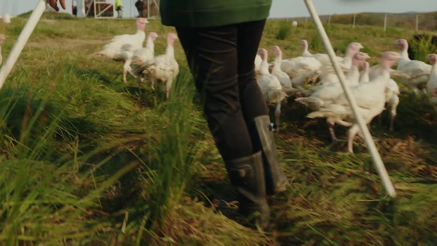 A farmer is herding chickens on the farm