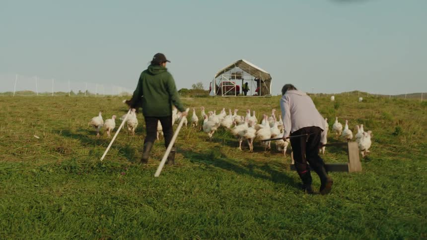 Two people herd a group of white birds across a grassy area with a covered structure in the background