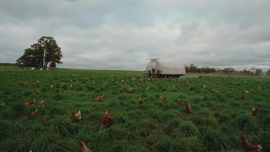 The field is covered with grazing chickens