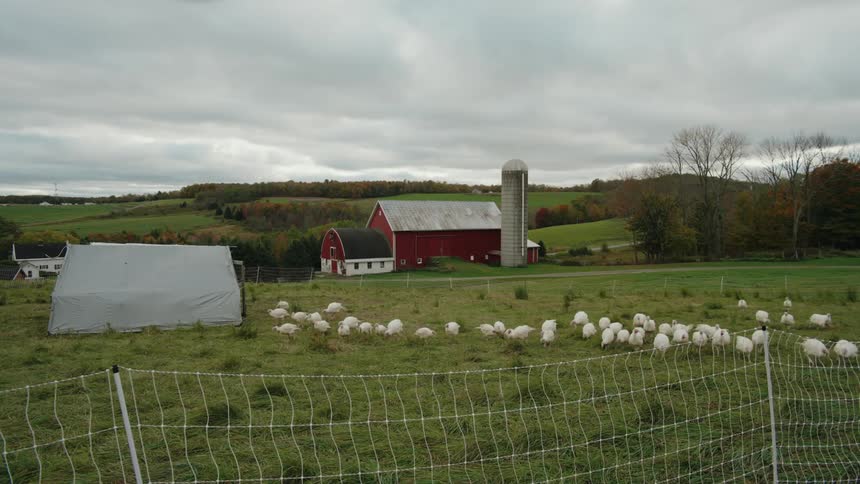 A rural farm scene with a flock of white turkeys grazing in a fenced grassy area