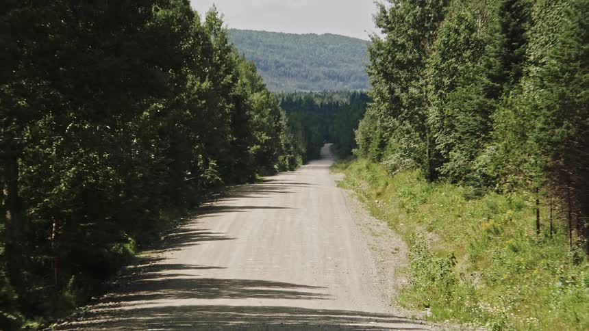Push-zoom on a long straight gravel road stretching into the distance flanked by dense tall trees on both sides