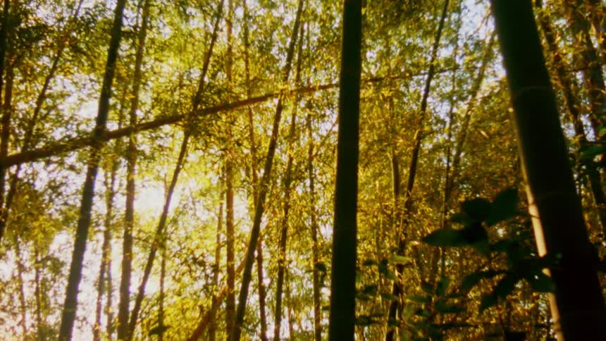 Sunlight filters through a dense grove of tall bamboo trees creating a warm and inviting atmosphere