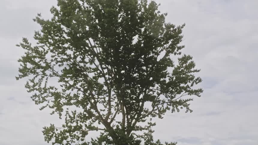 Parallax of a lone tree in the wind against a cloudy sky