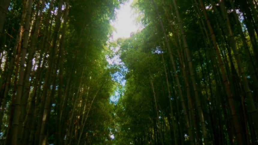 Tall trees grow close together in a forest