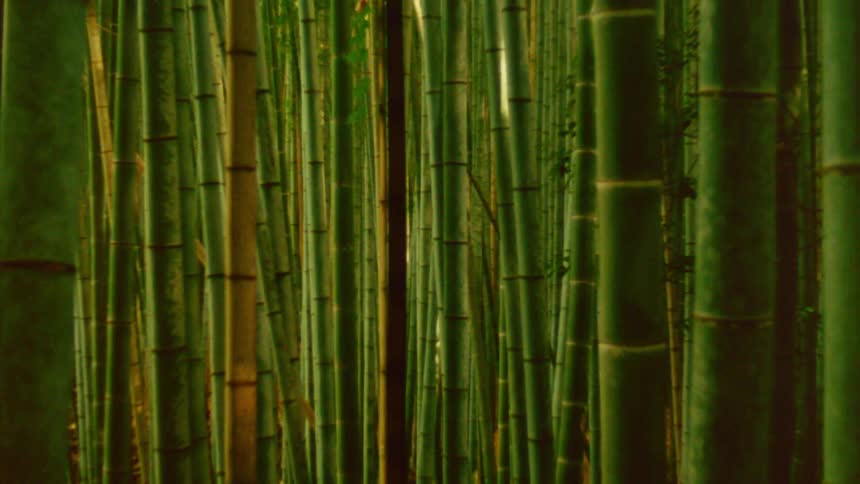 Dense bamboo forest with tall green trunks