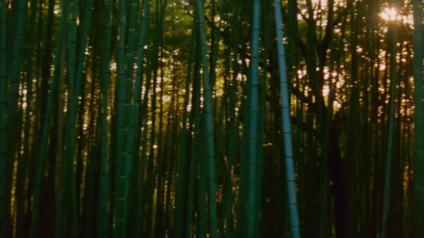 Sunlight filters through a dense grove of tall bamboo trees casting a warm glow on the forest floor