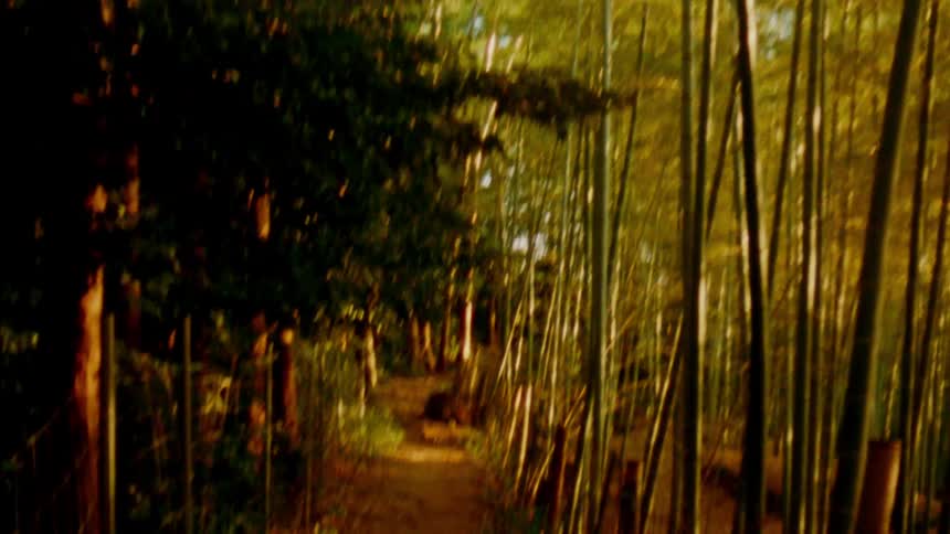 A dirt path winds through a dense grove of bamboo