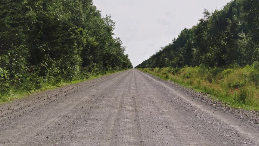 Infinite zoom-in of a straight dirt road surrounded by dense vegetation and tall trees on both sides under a clear bright sky
