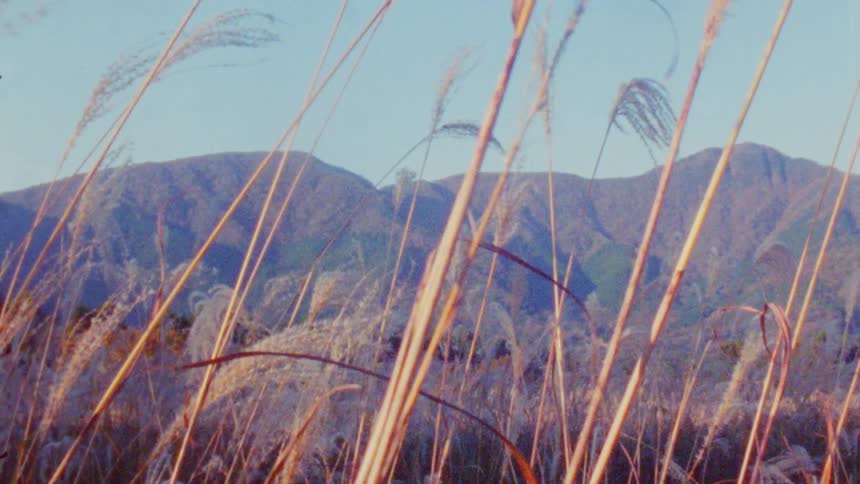 The wind is blowing the tall reeds