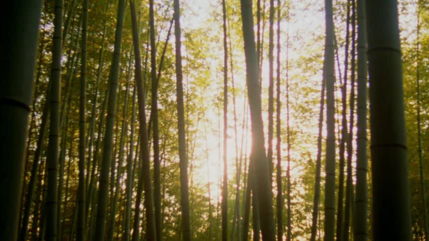 Sunlight filters through a dense grove of tall bamboo trees