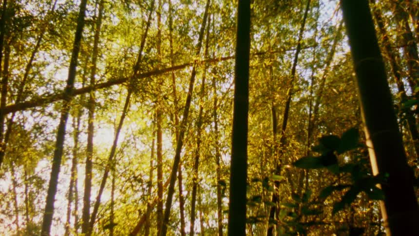Sunlight filters through a dense grove of tall bamboo trees creating a warm and inviting atmosphere