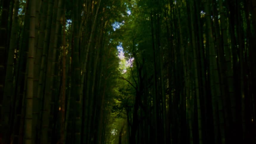 Trees with bright green leaves rise up to the sky