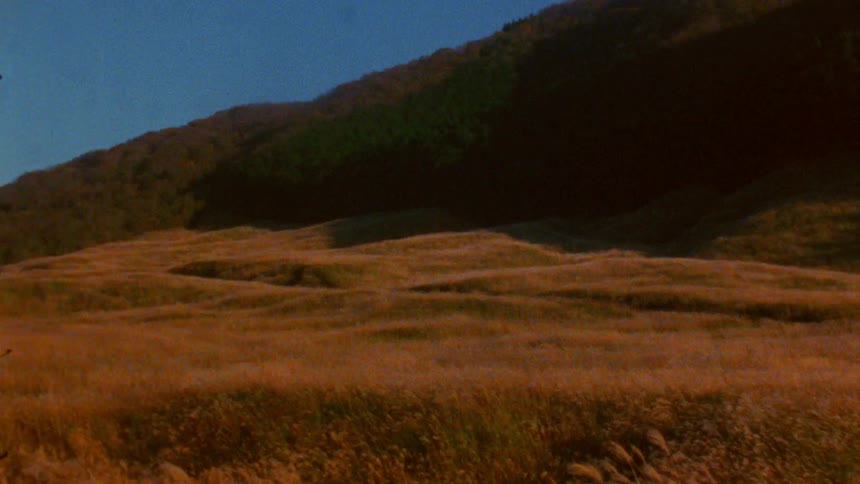 A road runs alongside a vast field of tall goldenbrown grass bordered by a wooden fence