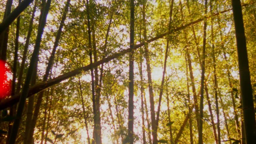 Sunlight filters through a dense grove of tall bamboo trees